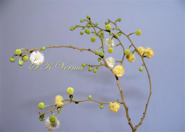  Inflorescence